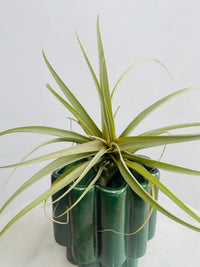 Tillandsia Air Plant & Gustel Pot Combo