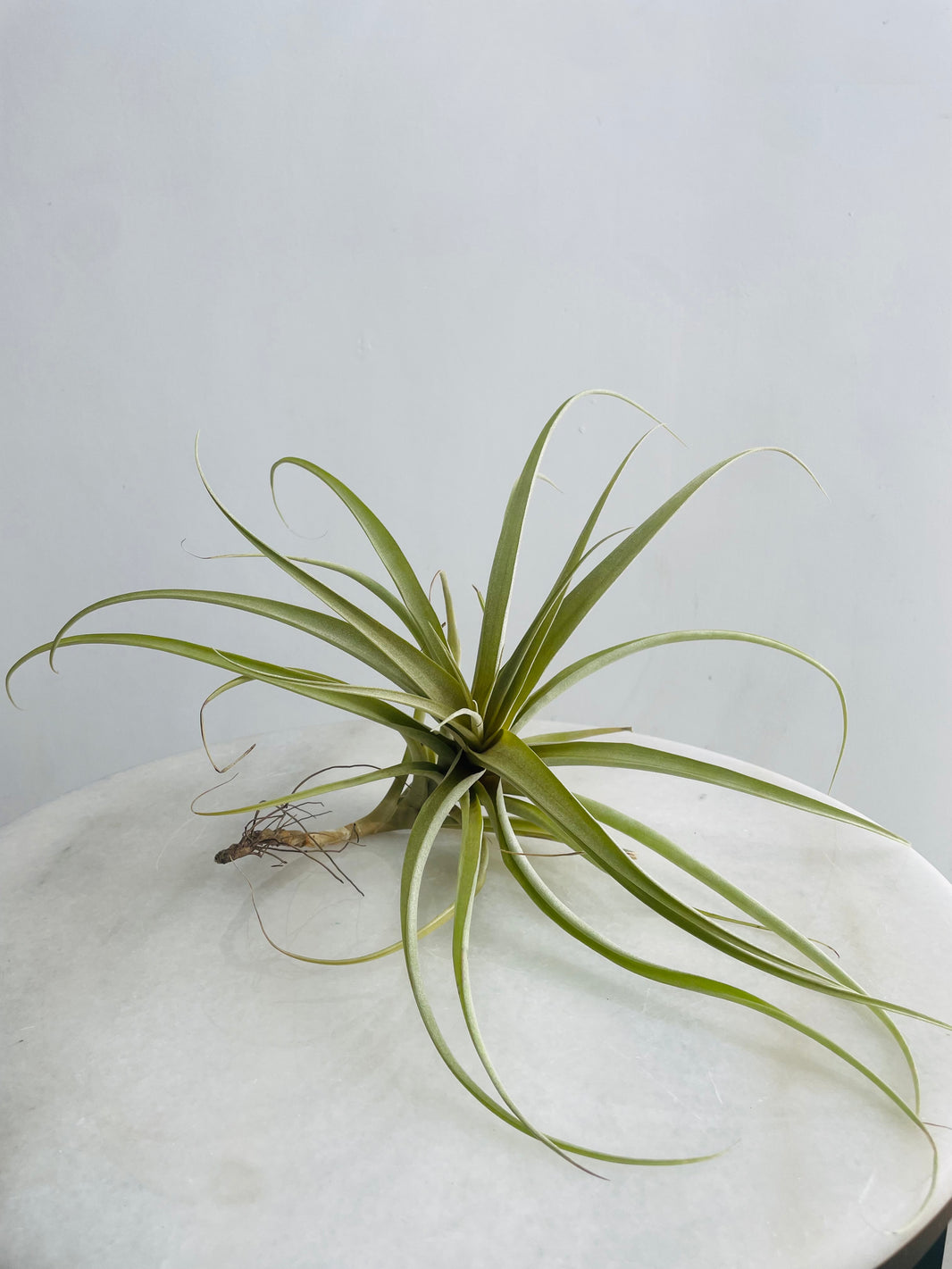 Tillandsia Air Plant (Extra Large)