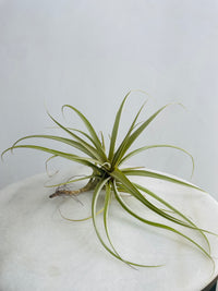 Tillandsia Air Plant (Extra Large)