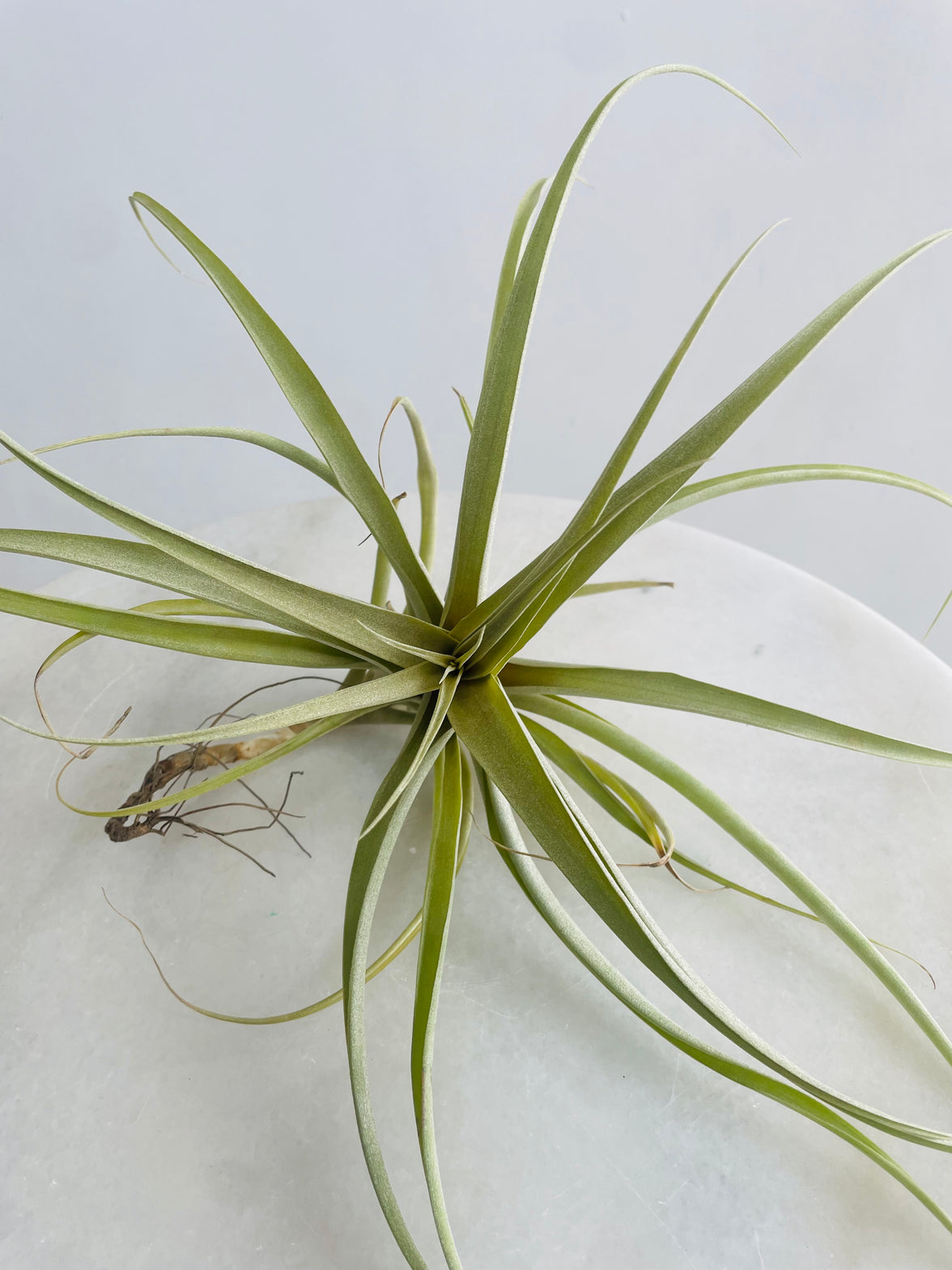 Tillandsia Air Plant (Extra Large)