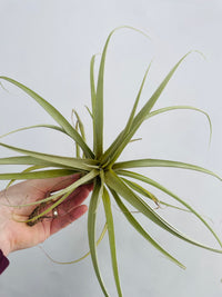 Tillandsia Air Plant (Extra Large)