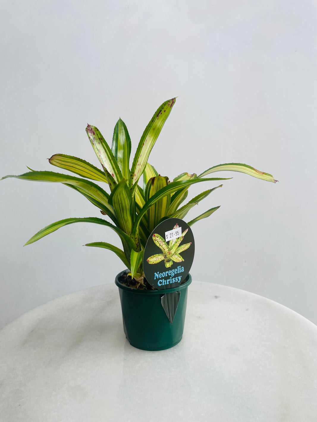Neoregelia 'Chrissy' 100mm nursery pot