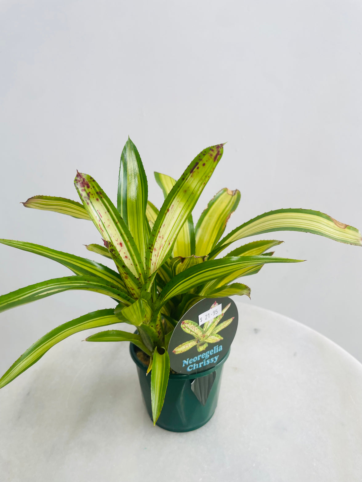 Neoregelia 'Chrissy' 100mm nursery pot