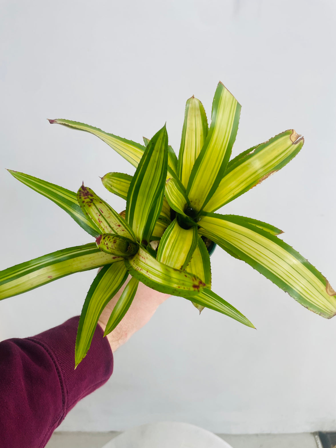 Neoregelia 'Chrissy' 100mm nursery pot
