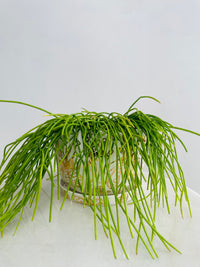 Rhipsalis Cassutha & Gold Garden Pot Combo