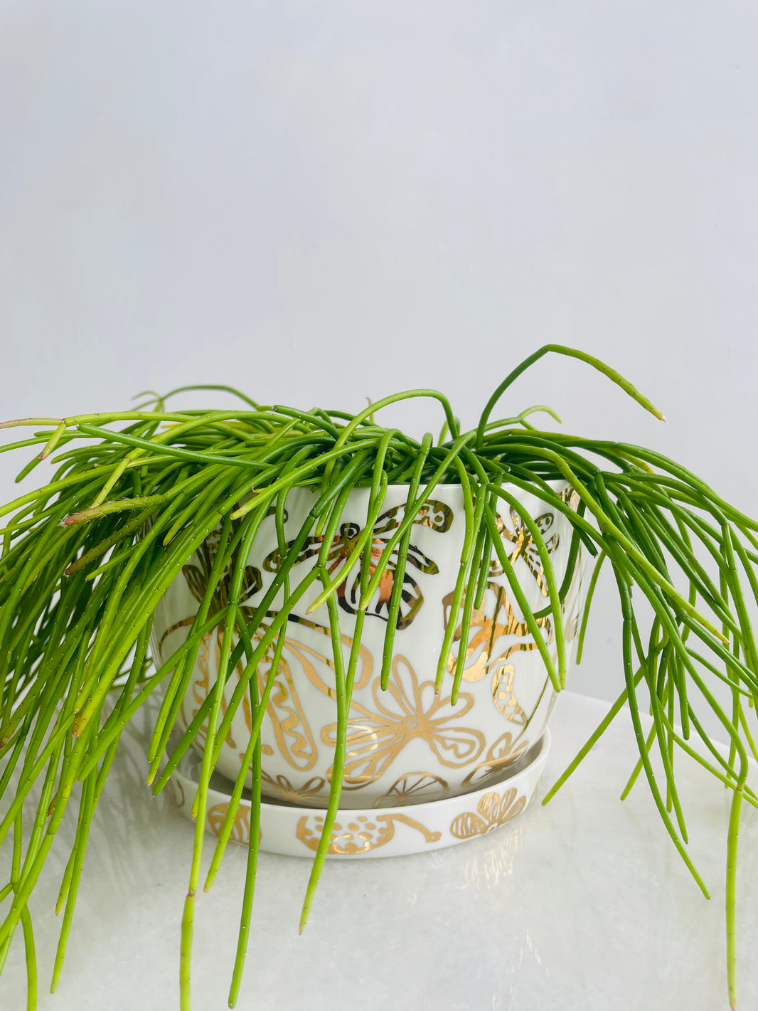 Rhipsalis Cassutha & Gold Garden Pot Combo