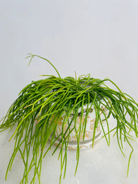 Rhipsalis Cassutha & Gold Garden Pot Combo