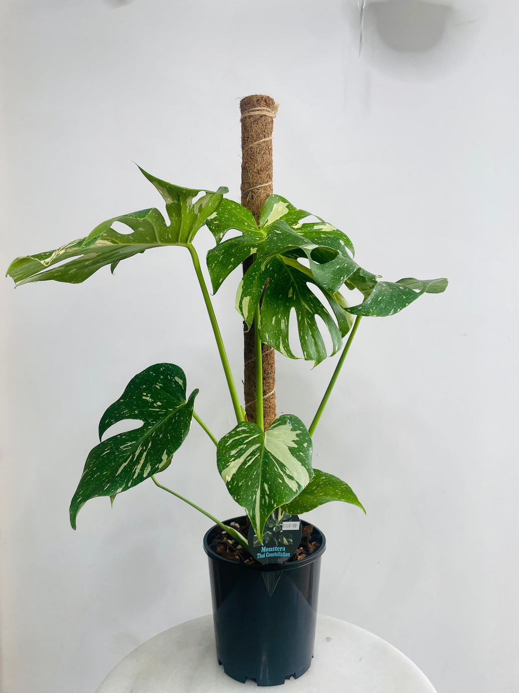 Monstera deliciosa 'Thai Constellation Totem' 180mm nursery pot
