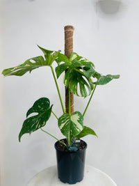 Monstera deliciosa 'Thai Constellation Totem' 180mm nursery pot