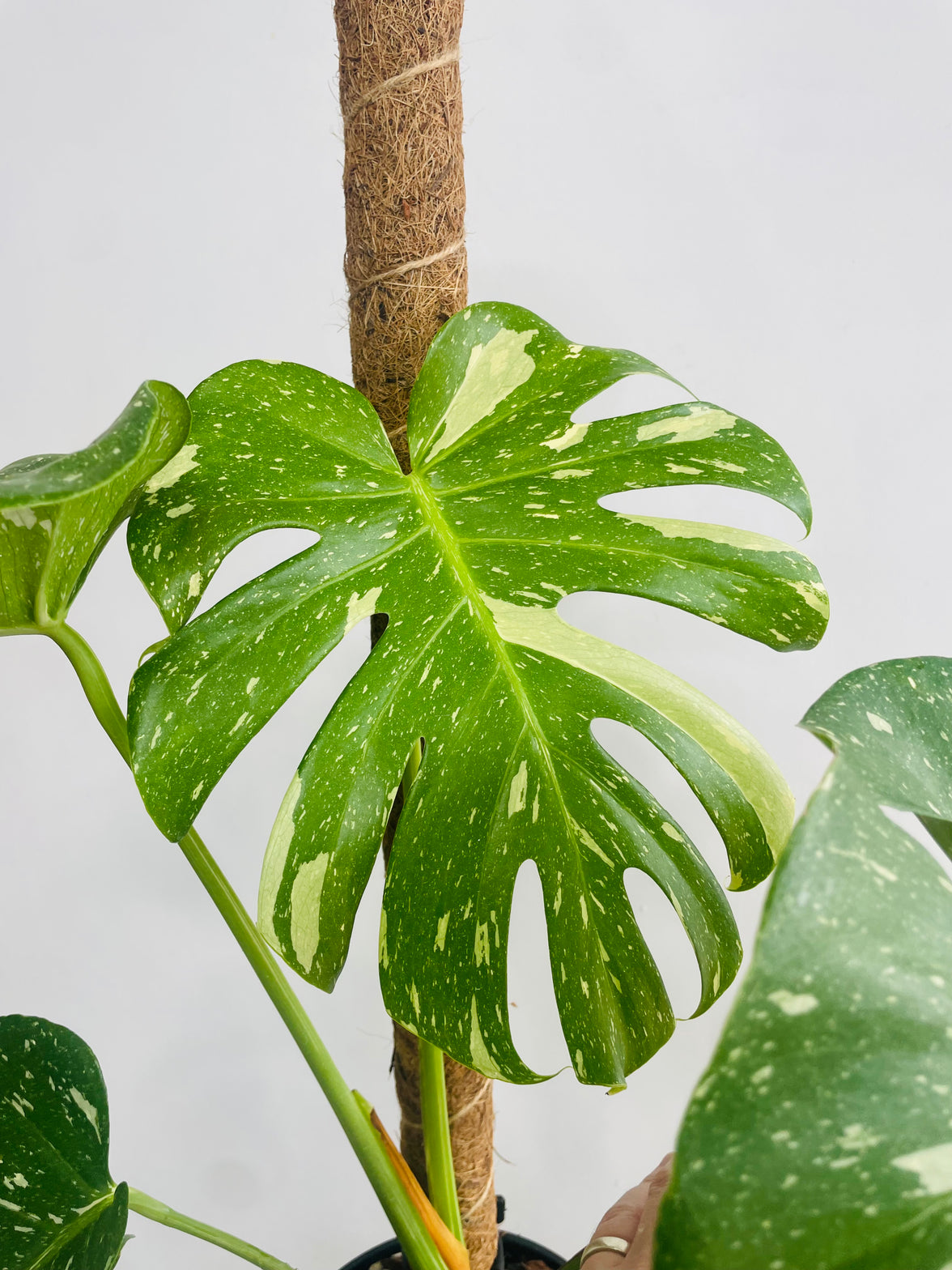 Monstera deliciosa 'Thai Constellation Totem' 180mm nursery pot