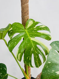 Monstera deliciosa 'Thai Constellation Totem' 180mm nursery pot