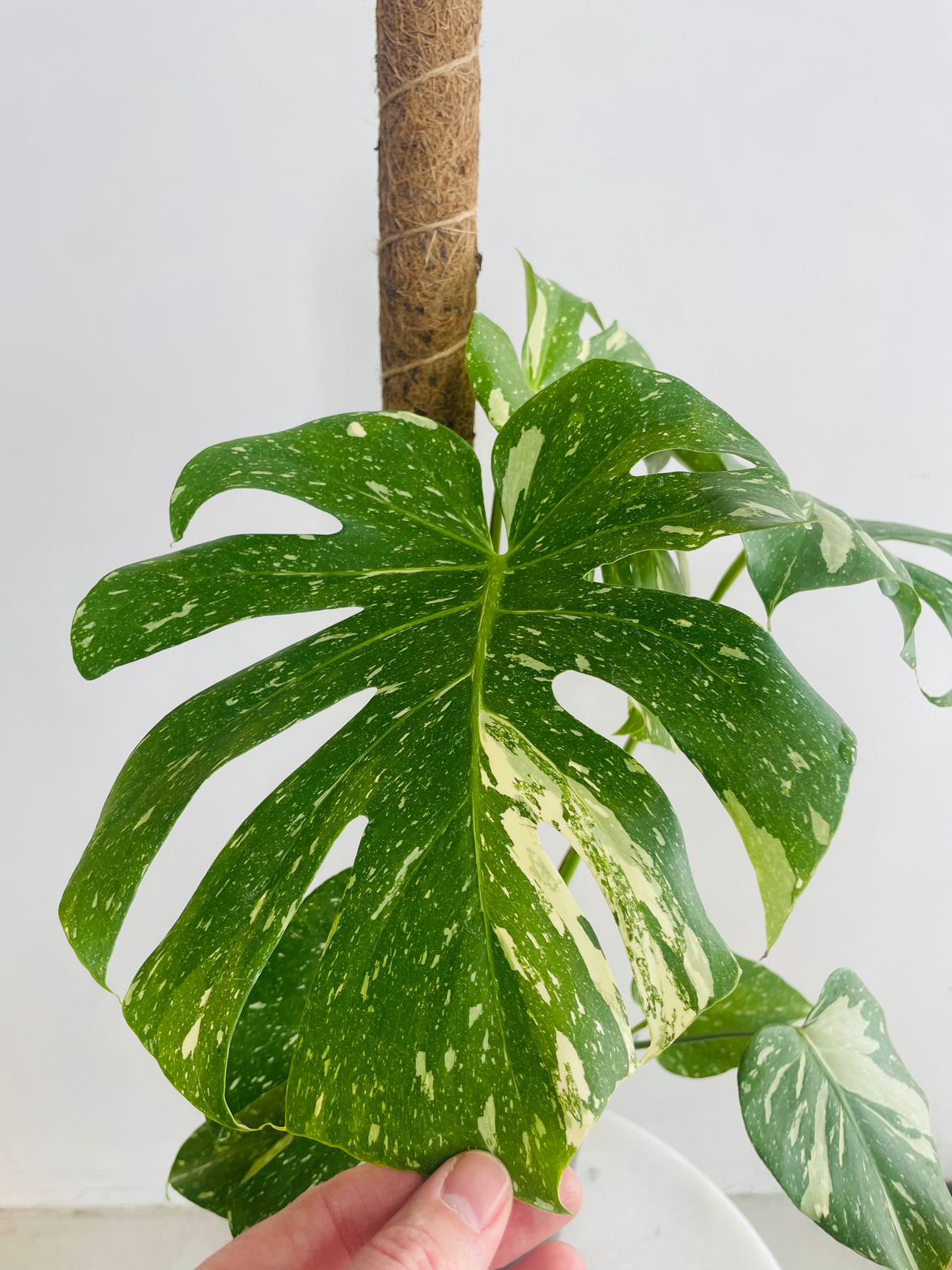 Monstera deliciosa 'Thai Constellation Totem' 180mm nursery pot