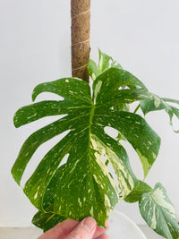 Monstera deliciosa 'Thai Constellation Totem' 180mm nursery pot