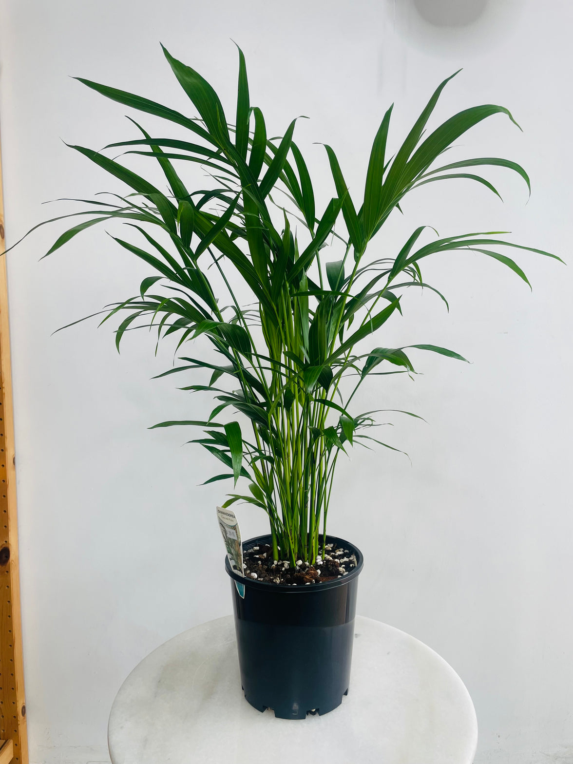 Chamaedorea atrovirens 'Cascade Palm' 180mm Nursery Pot