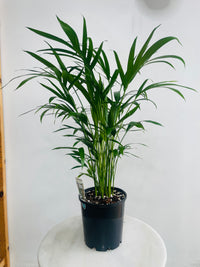 Chamaedorea atrovirens 'Cascade Palm' 180mm Nursery Pot