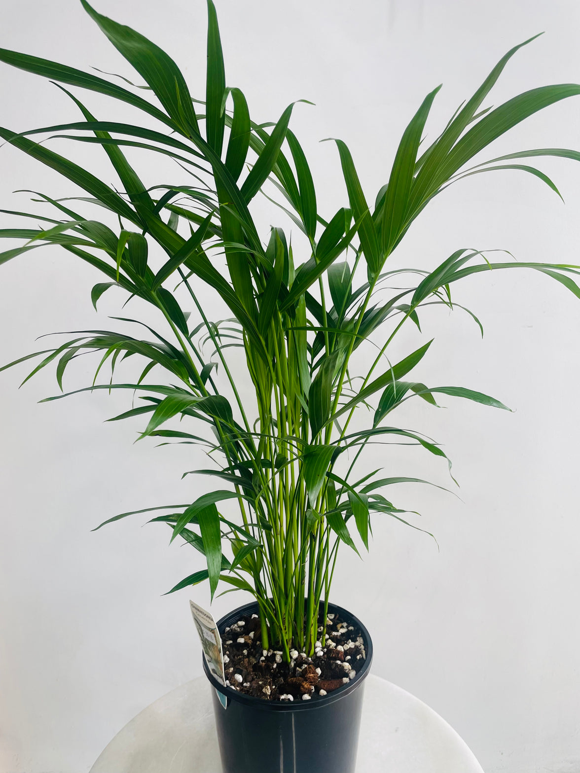 Chamaedorea atrovirens 'Cascade Palm' 180mm Nursery Pot