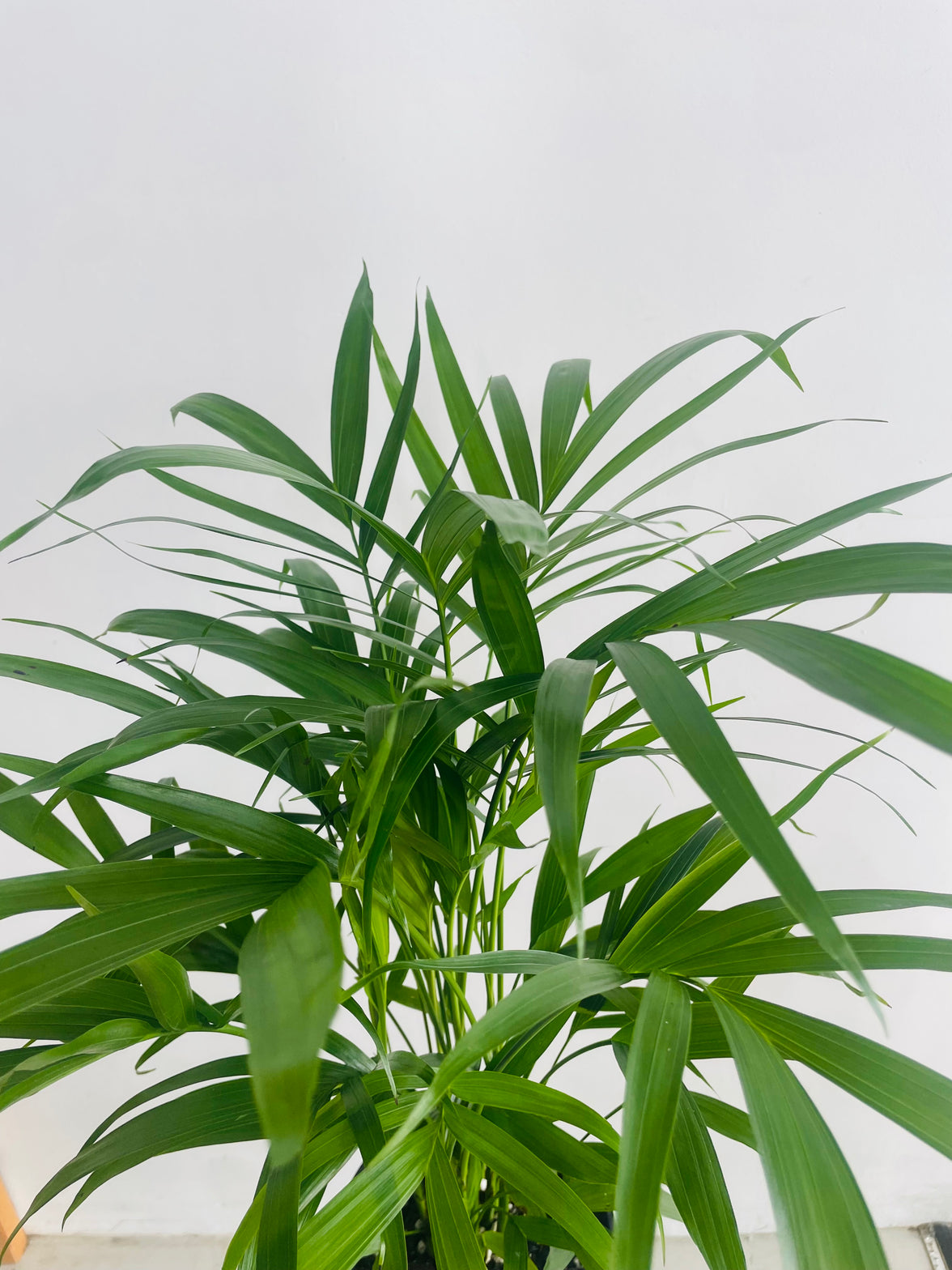 Chamaedorea atrovirens 'Cascade Palm' 180mm Nursery Pot