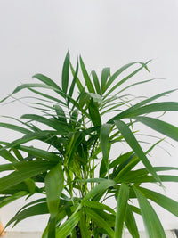 Chamaedorea atrovirens 'Cascade Palm' 180mm Nursery Pot