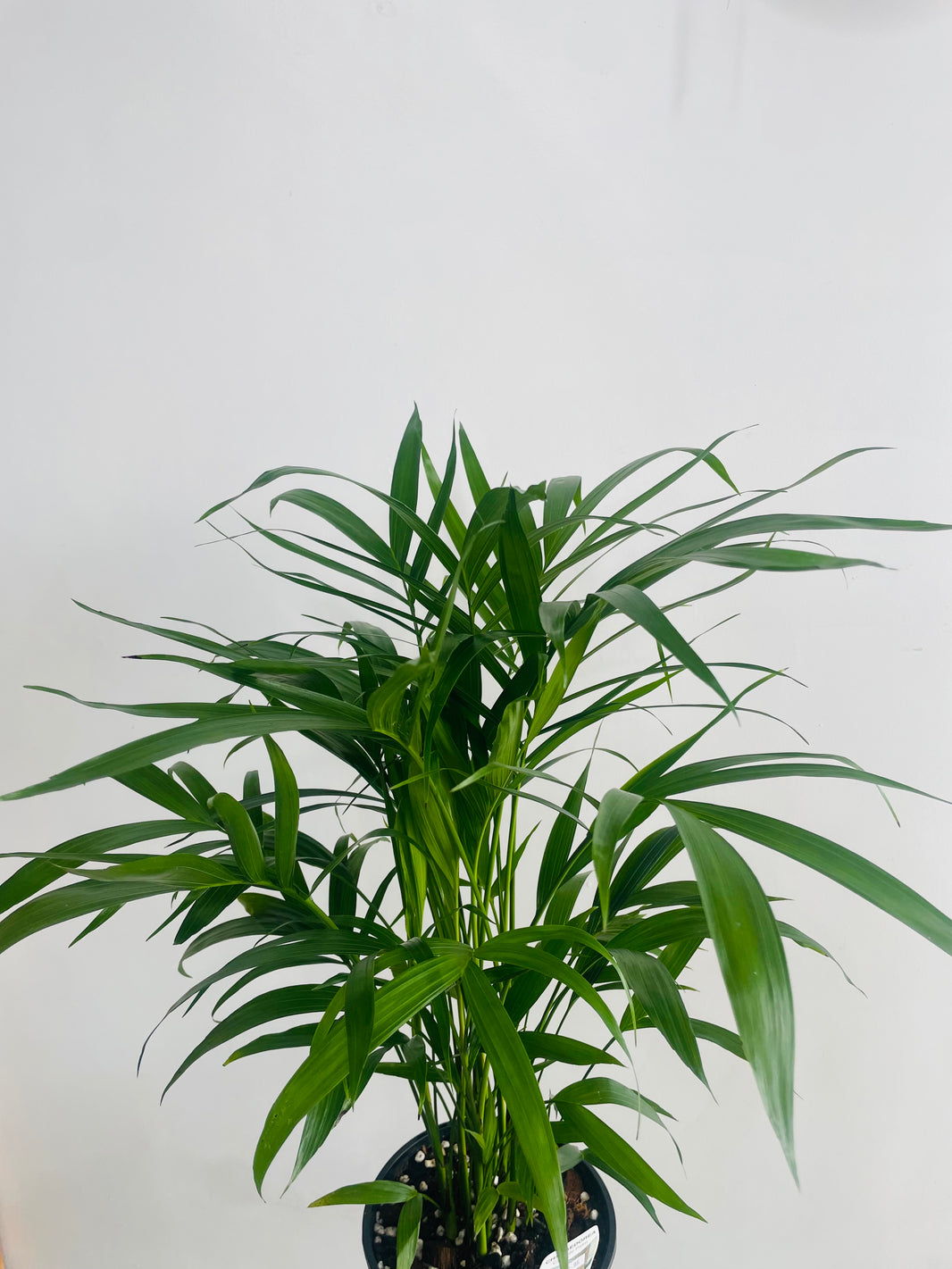 Chamaedorea atrovirens 'Cascade Palm' 180mm Nursery Pot