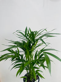 Chamaedorea atrovirens 'Cascade Palm' 180mm Nursery Pot