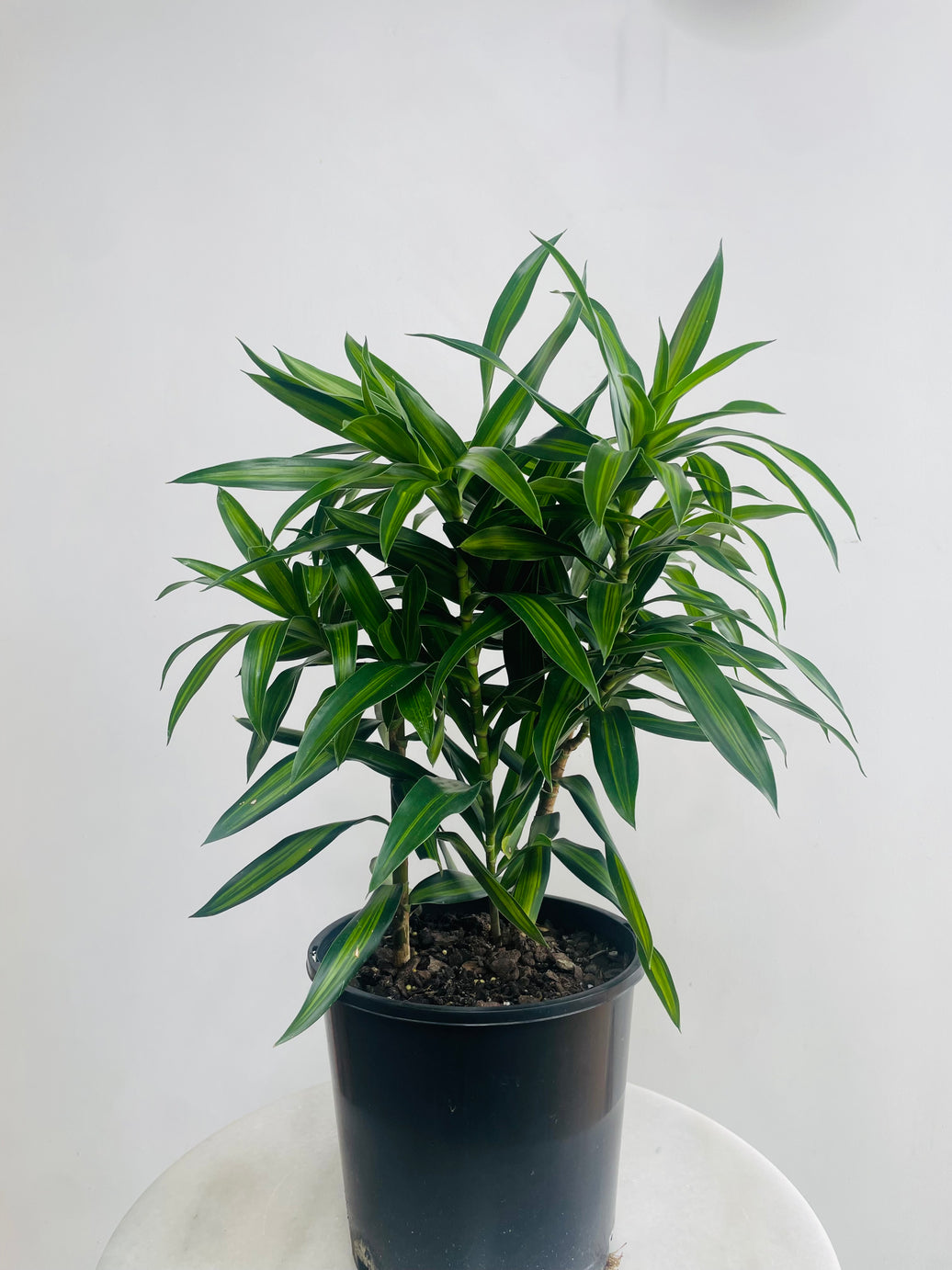 Dracaena reflexa 'Song of Jamaica' 200mm Nursery Pot