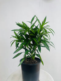 Dracaena reflexa 'Song of Jamaica' 200mm Nursery Pot