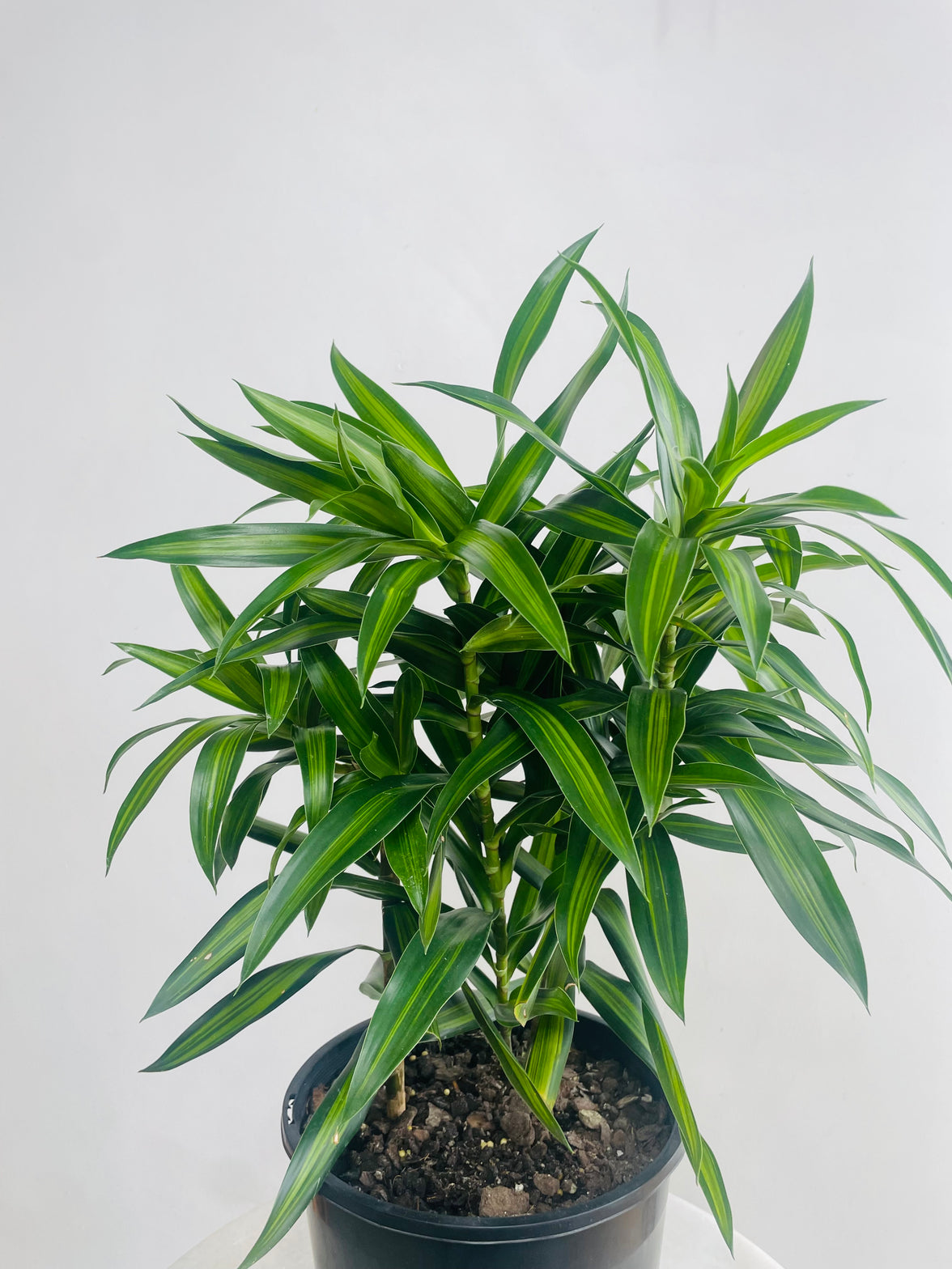 Dracaena reflexa 'Song of Jamaica' 200mm Nursery Pot