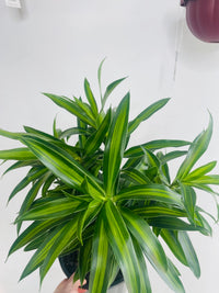Dracaena reflexa 'Song of Jamaica' 200mm Nursery Pot
