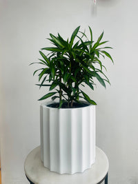 Dracaena 'Song of Jamaica' & Parko Pot Combo