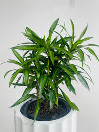 Dracaena 'Song of Jamaica' & Parko Pot Combo