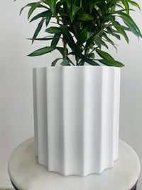 Dracaena 'Song of Jamaica' & Parko Pot Combo