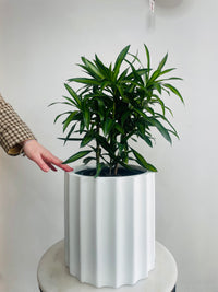 Dracaena 'Song of Jamaica' & Parko Pot Combo