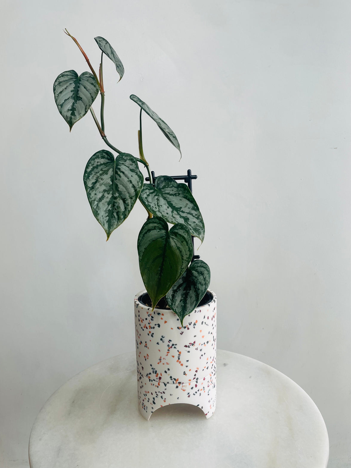 Philodendron ‘Silver Leaf Philodendron’ & Archie Pot Combo