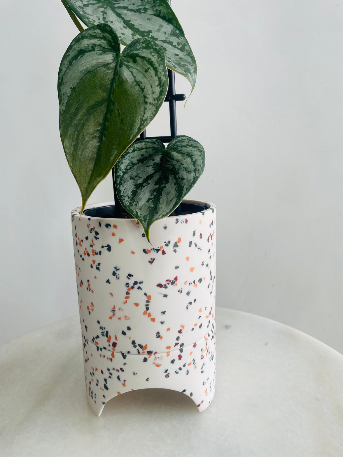 Philodendron ‘Silver Leaf Philodendron’ & Archie Pot Combo