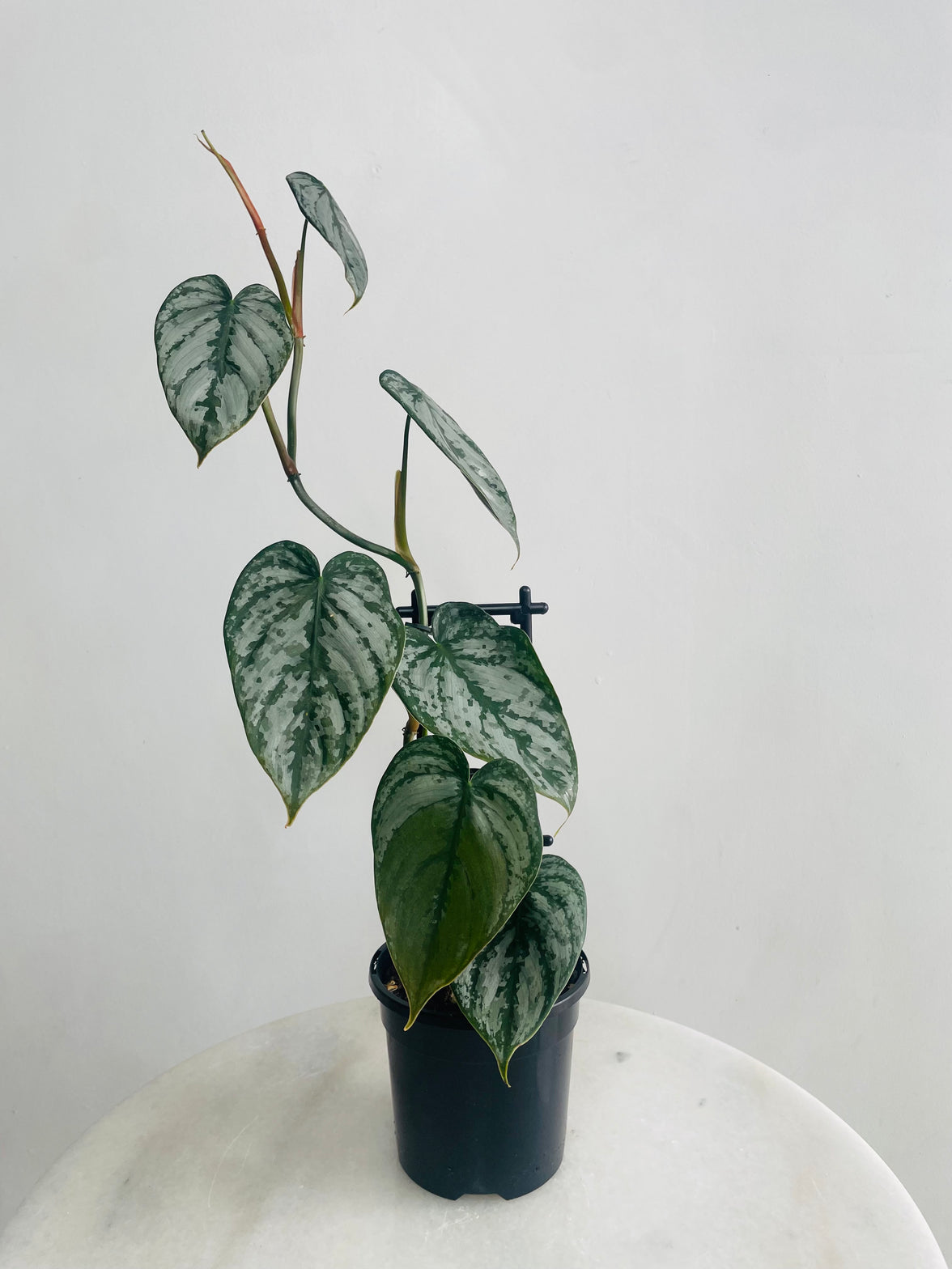 Philodendron brandtianum ‘Silver Leaf Philodendron’ 118mm Nursery Pot