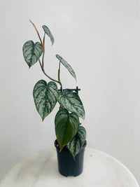 Philodendron brandtianum ‘Silver Leaf Philodendron’ 118mm Nursery Pot