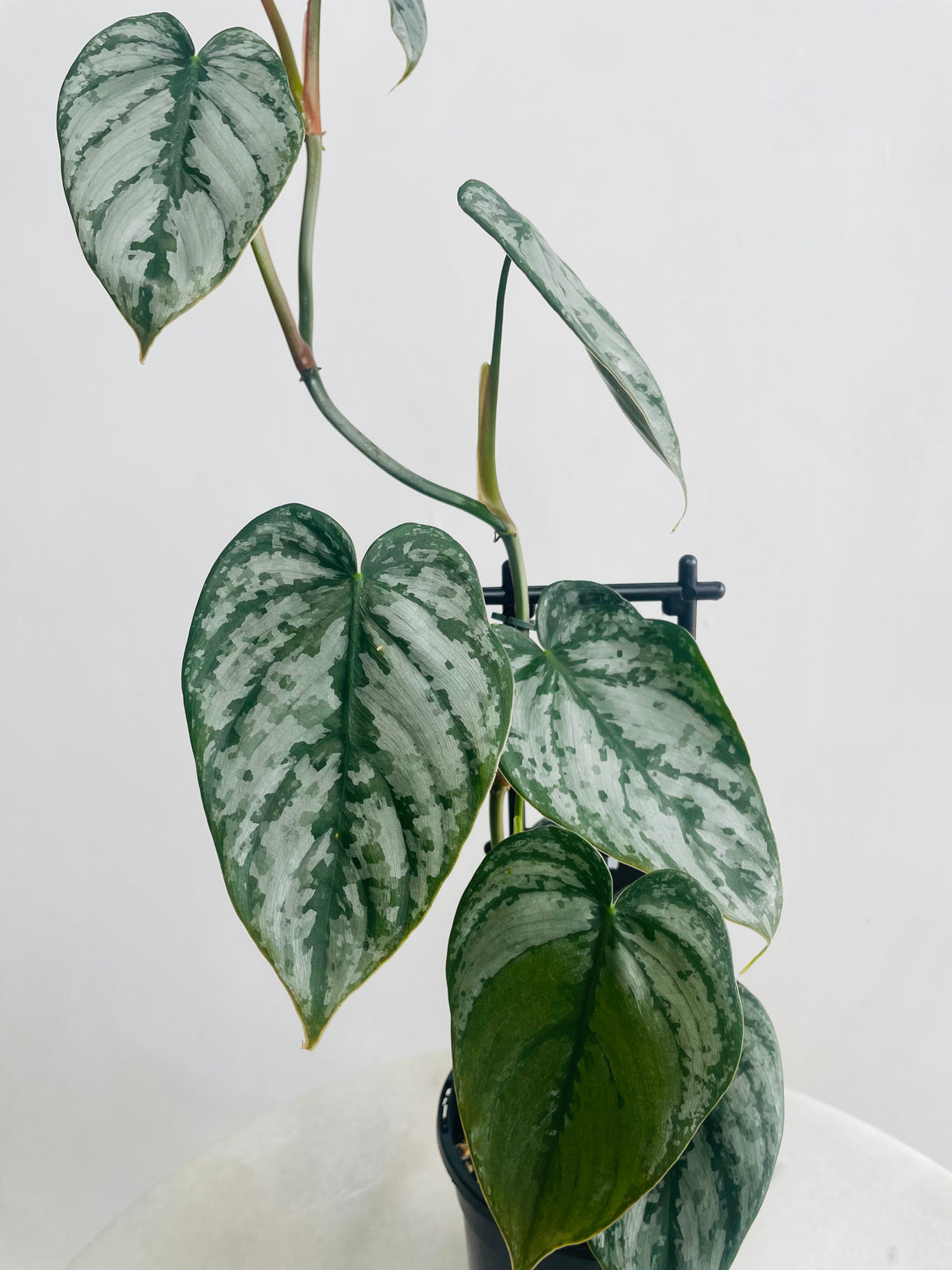 Philodendron brandtianum ‘Silver Leaf Philodendron’ 118mm Nursery Pot