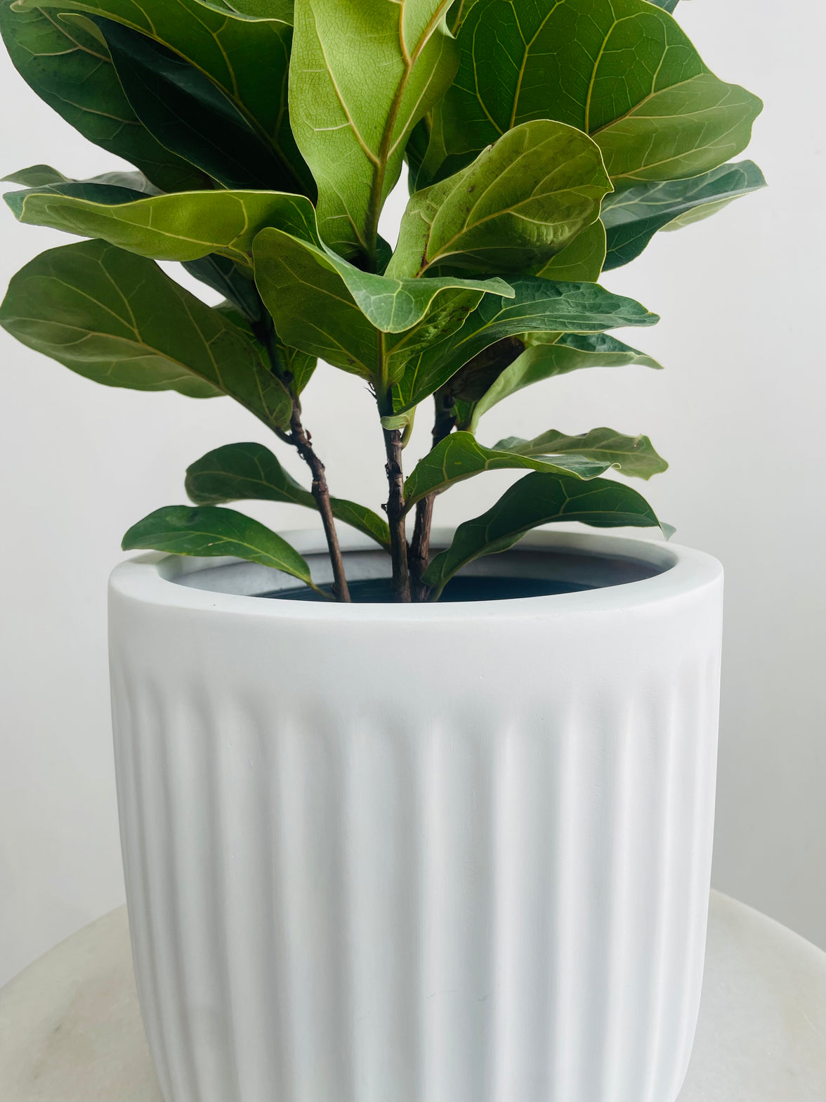Ficus lyrata Bambino & Pleat Pot Combo