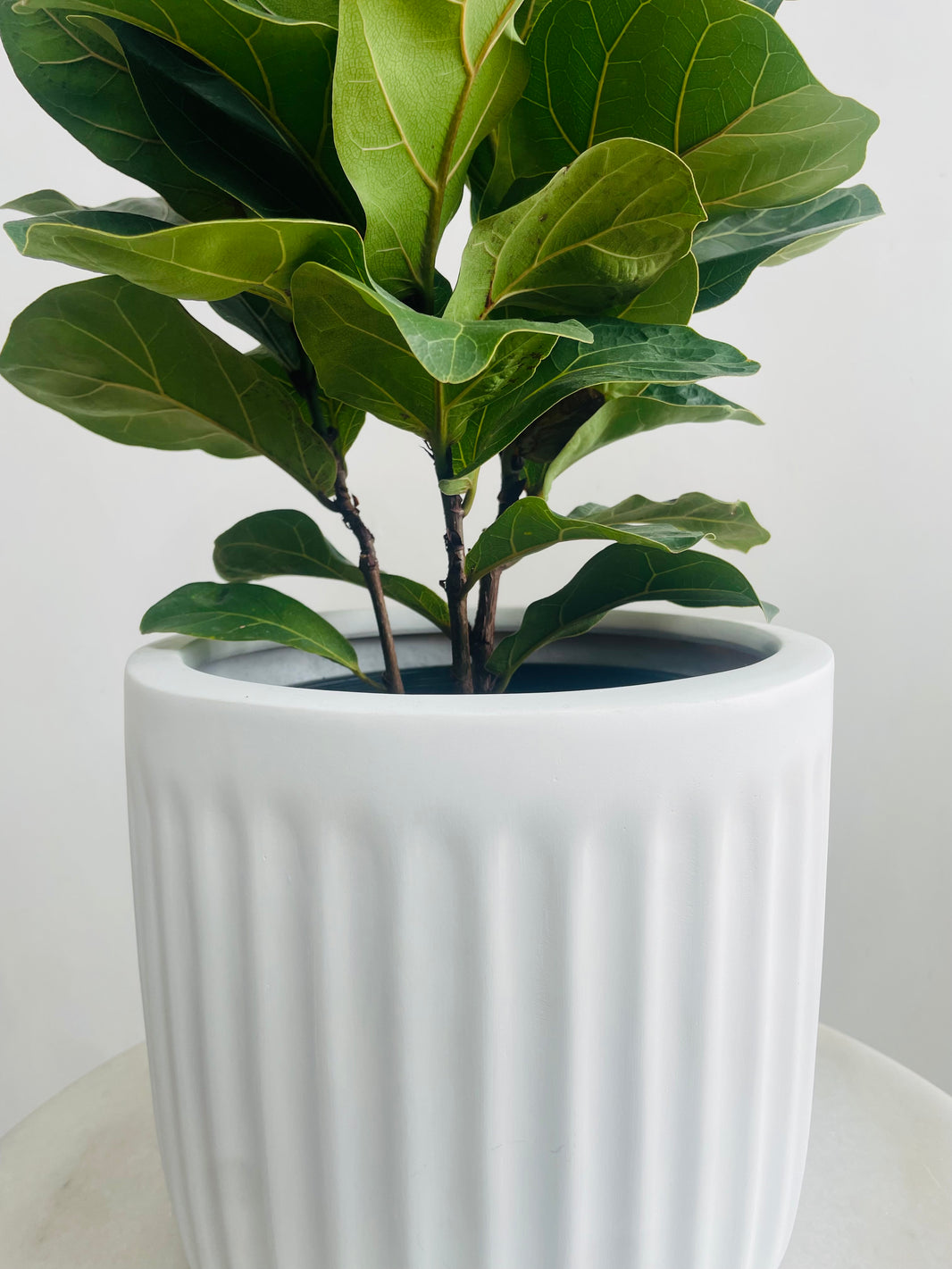 Ficus lyrata Bambino & Pleat Pot Combo