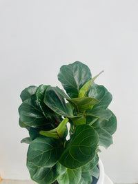 Ficus lyrata Bambino & Pleat Pot Combo