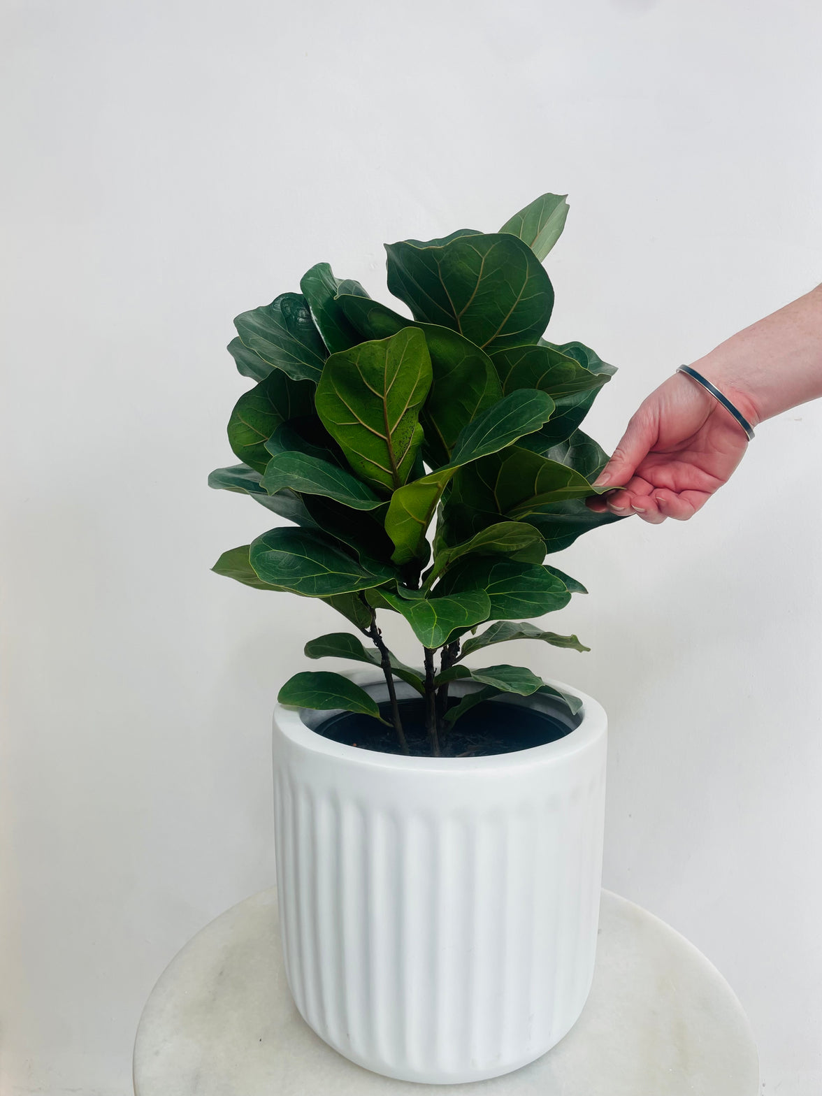 Ficus lyrata Bambino & Pleat Pot Combo