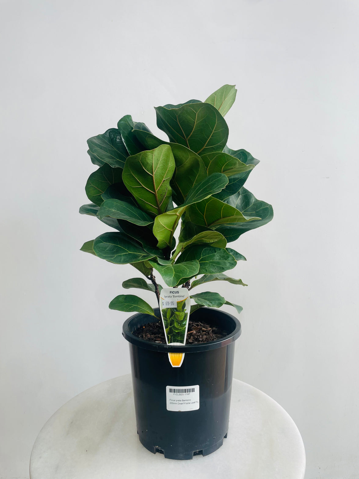Ficus lyrata bambino 'Dwarf Fiddle Leaf Tree' 200mm Nursery Pot