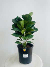 Ficus lyrata bambino 'Dwarf Fiddle Leaf Tree' 200mm Nursery Pot