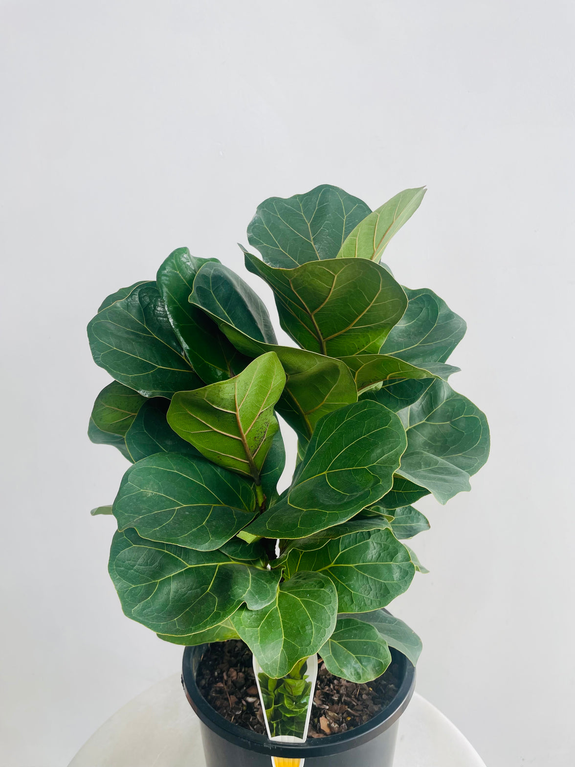 Ficus lyrata bambino 'Dwarf Fiddle Leaf Tree' 200mm Nursery Pot