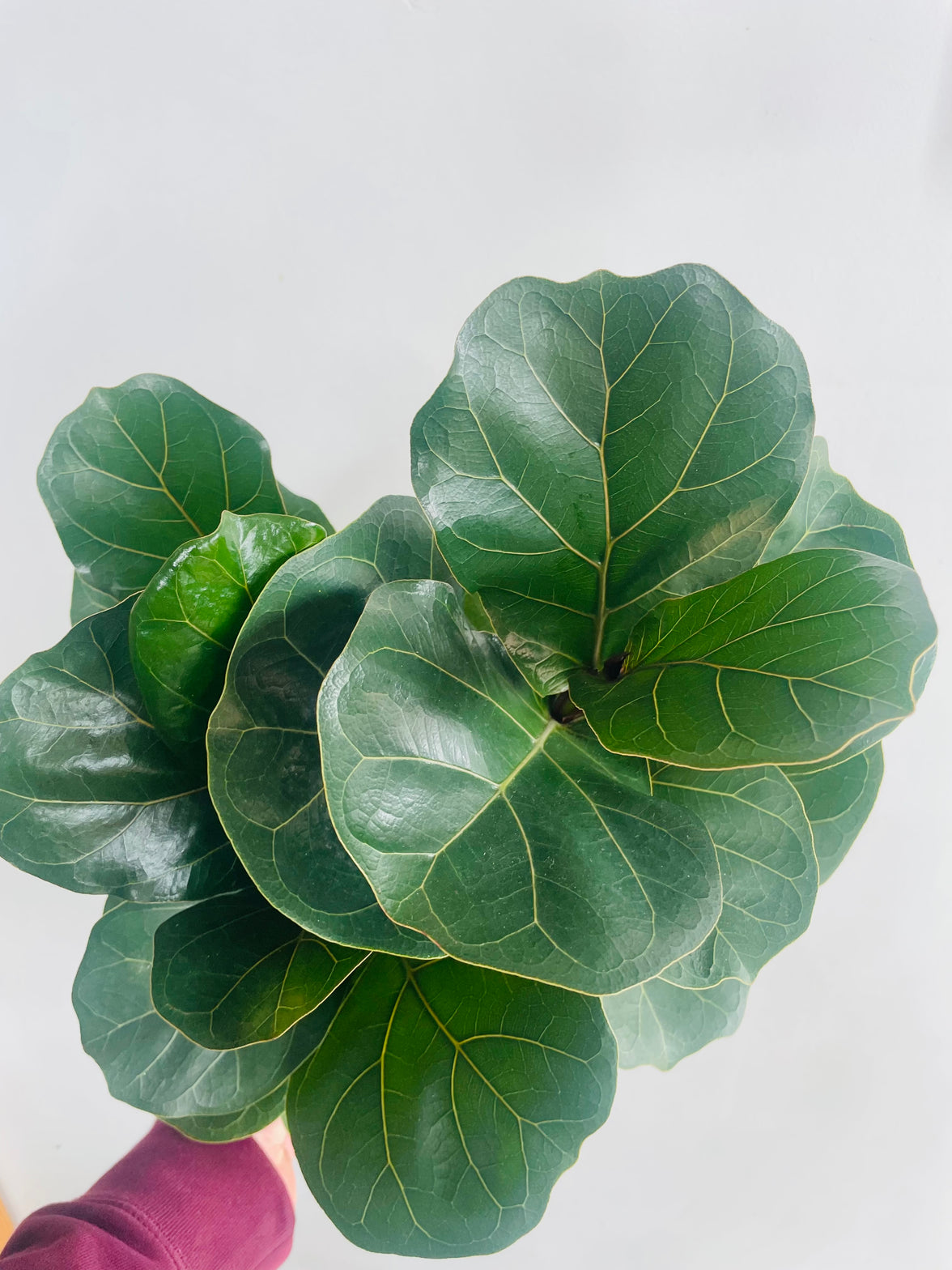 Ficus lyrata bambino 'Dwarf Fiddle Leaf Tree' 200mm Nursery Pot