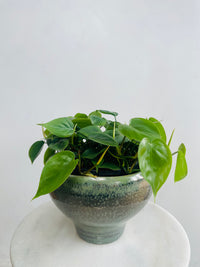 Philodendron 'Heart Leaf Philodendron' & Kero Pot Combo