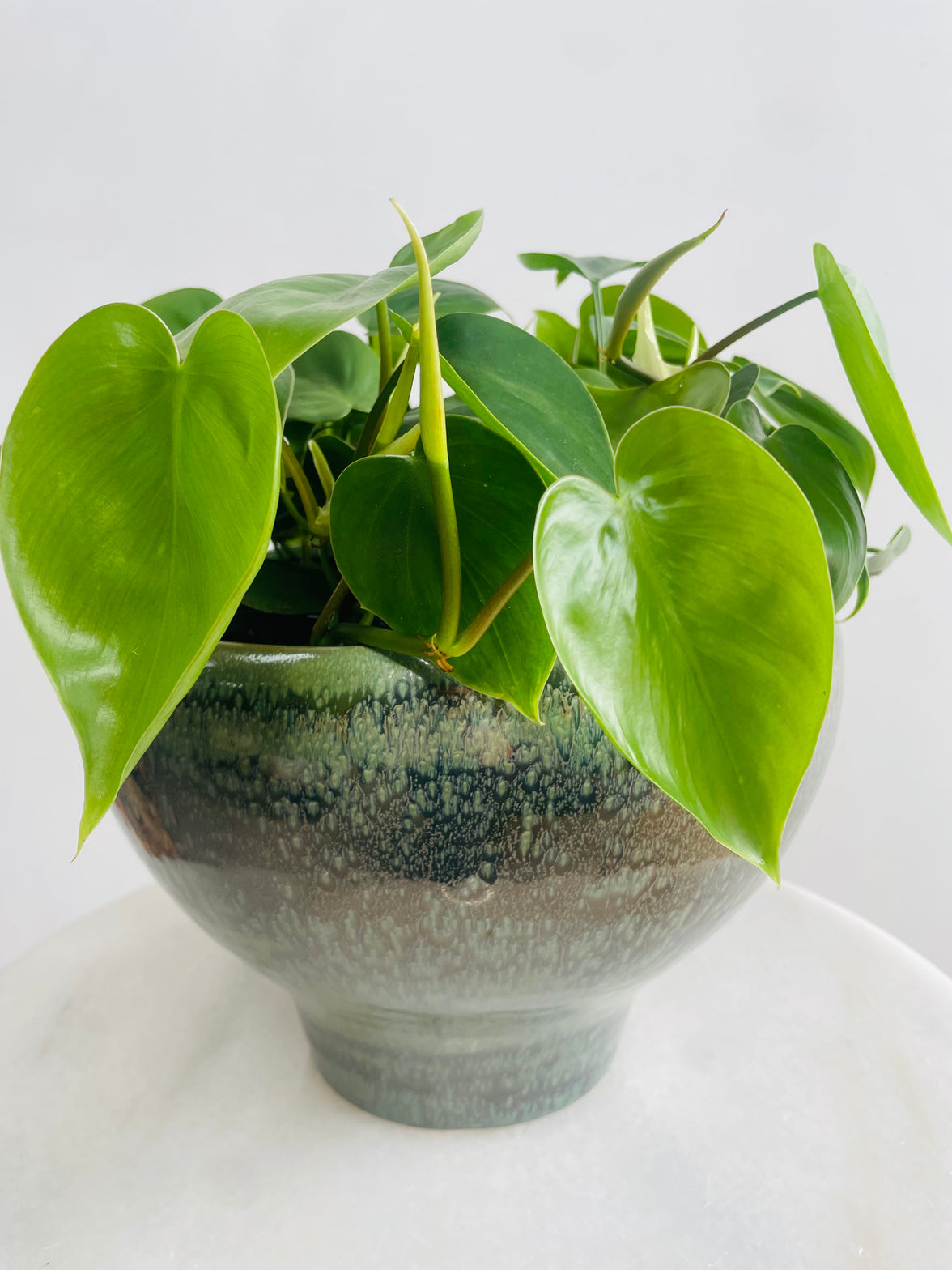 Philodendron 'Heart Leaf Philodendron' & Kero Pot Combo