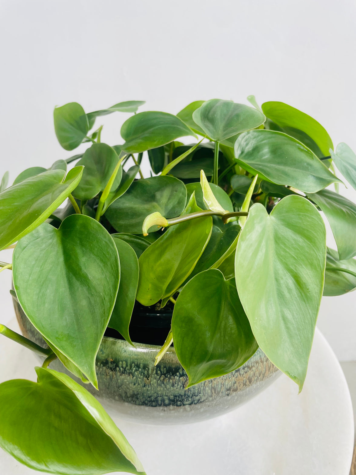 Philodendron 'Heart Leaf Philodendron' & Kero Pot Combo
