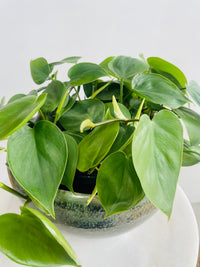 Philodendron 'Heart Leaf Philodendron' & Kero Pot Combo