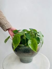 Philodendron 'Heart Leaf Philodendron' & Kero Pot Combo